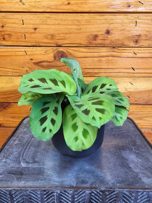 The Plant Farm® Houseplants Maranta Leuconeura Green, 4" Plant