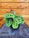 The Plant Farm® Houseplants Maranta Leuconeura Green, 4" Plant