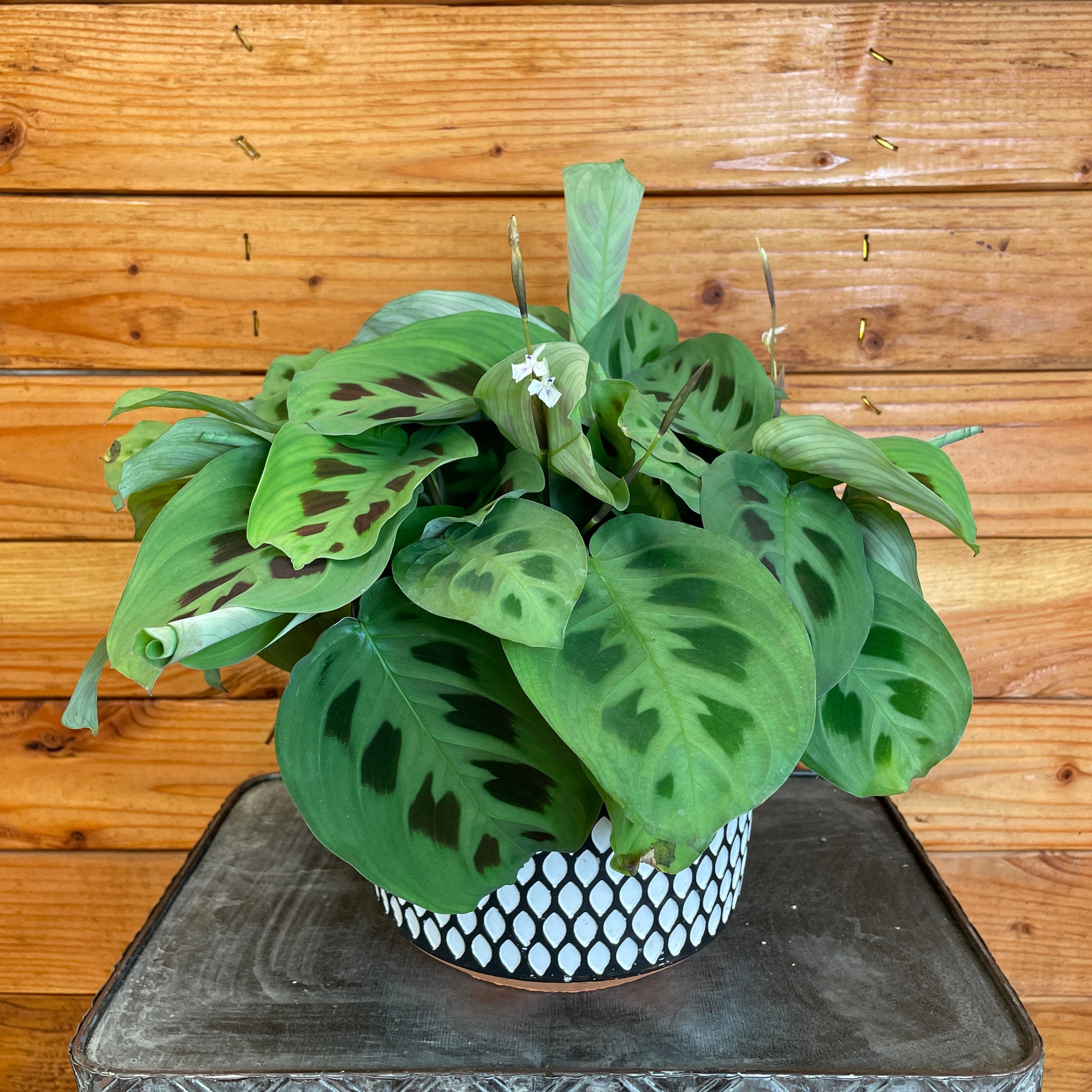 Maranta Roxa Maranta Leuconeura