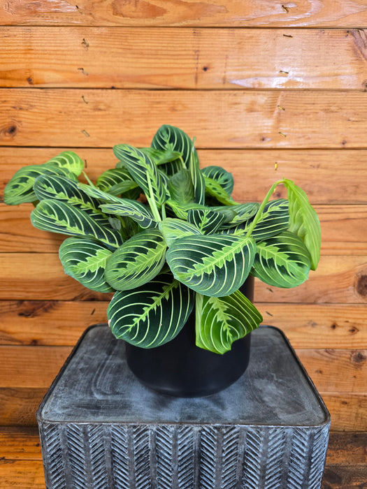 The Plant Farm® Houseplants Maranta Leuconeura Lemon Lime, 6" Plant