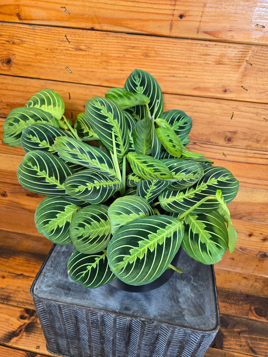 The Plant Farm® Houseplants Maranta Leuconeura Lemon Lime, 6" Plant