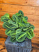 The Plant Farm® Houseplants Maranta Leuconeura Lemon Lime, 6" Plant