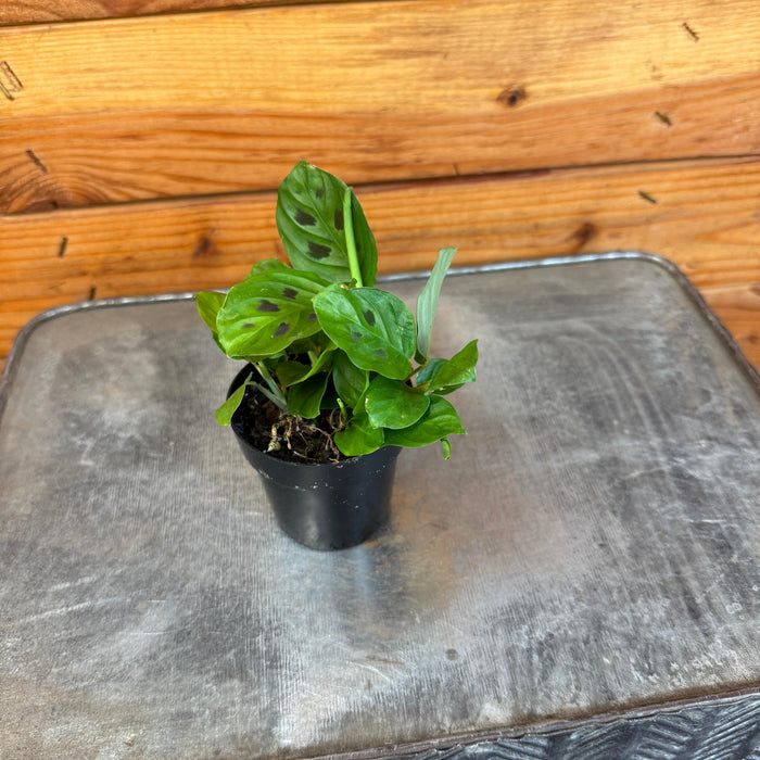 The Plant Farm® Houseplants Maranta Leuconeura Mini Prayer, 2" Plant