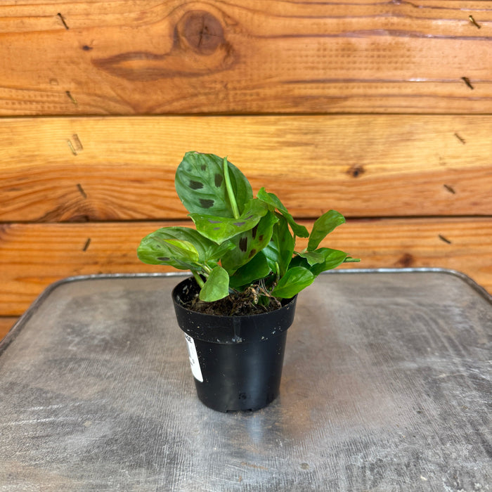The Plant Farm® Houseplants Maranta Leuconeura Mini Prayer, 2" Plant