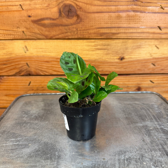 prayer plant that closes at night Maranta Leuconeura Mini Prayer, 2" Plant — The Plant Farm®