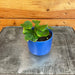 The Plant Farm® Houseplants Maranta Leuconeura Mini Prayer, 2" Plant