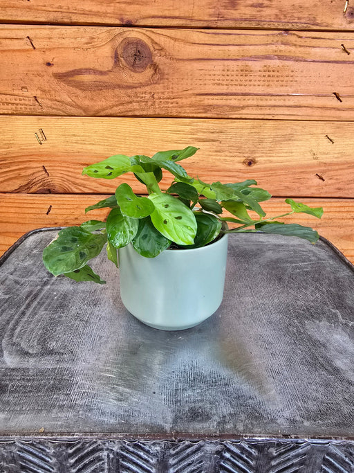 The Plant Farm® Houseplants Maranta Leuconeura Mini Prayer, 2" Plant