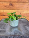 The Plant Farm® Houseplants Maranta Leuconeura Mini Prayer, 2" Plant