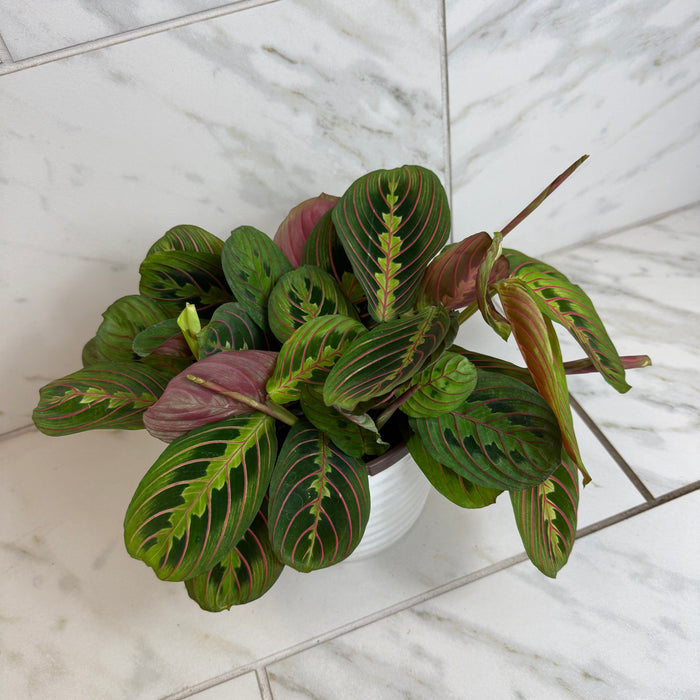 The Plant Farm® Houseplants Maranta Leuconeura Red, 6" Plant