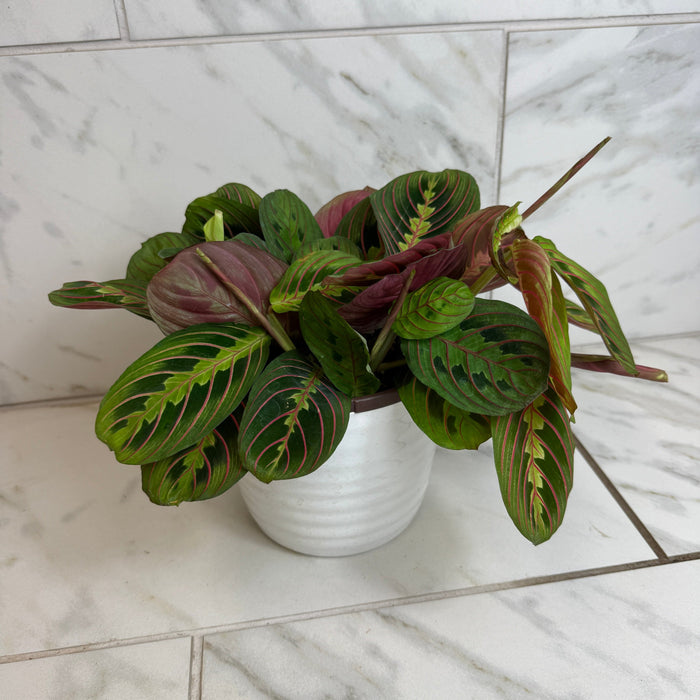 The Plant Farm® Houseplants Maranta Leuconeura Red, 6" Plant