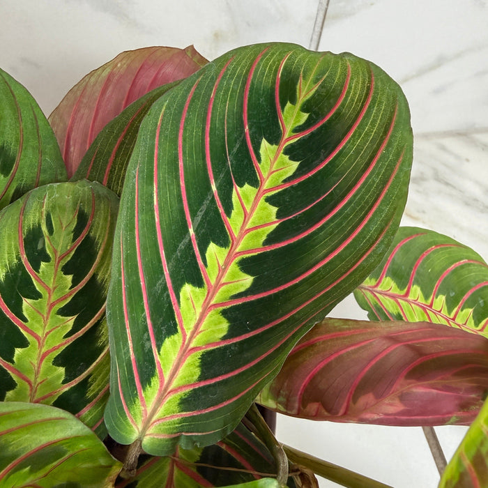 The Plant Farm® Houseplants Maranta Leuconeura Red, 6" Plant