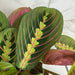 The Plant Farm® Houseplants Maranta Leuconeura Red, 6" Plant