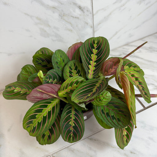 The Plant Farm® Houseplants Maranta Leuconeura Red, 6" Plant