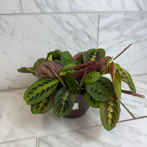 The Plant Farm® Houseplants Maranta Leuconeura Red, 6" Plant
