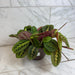 The Plant Farm® Houseplants Maranta Leuconeura Red, 6" Plant