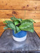 The Plant Farm® Houseplants Maranta Leuconeura Silver Band, 4" Plant