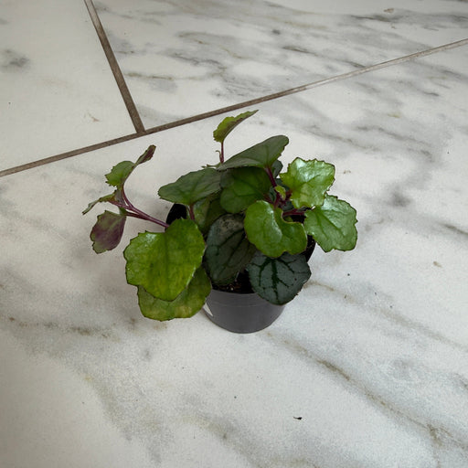 The Plant Farm® Houseplants Mikanoides, 2" plant