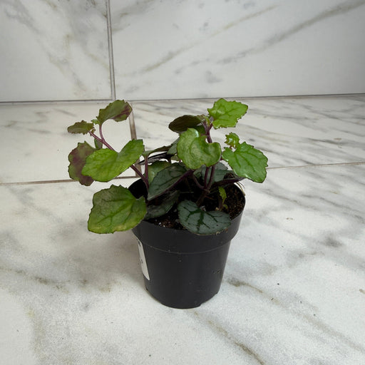 The Plant Farm® Houseplants Mikanoides, 2" plant