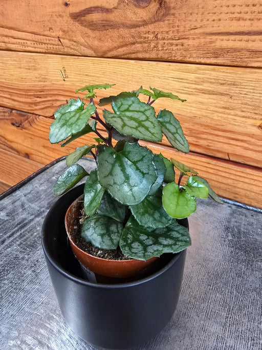 The Plant Farm® Houseplants Mikanoides, 2" plant