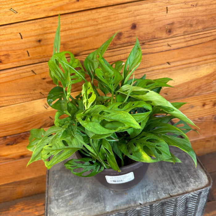 The Plant Farm® Houseplants Monstera Adansonii Swiss Cheese Vine, 6" Plant