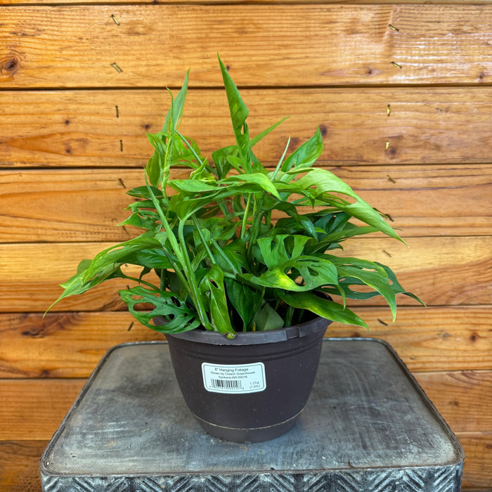 The Plant Farm® Houseplants Monstera Adansonii Swiss Cheese Vine, 6" Plant