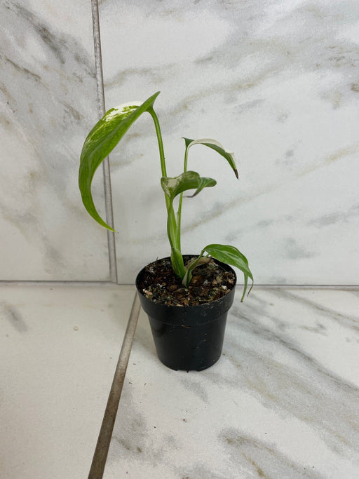 The Plant Farm® Houseplants Monstera Borsigiana Albo, 2" Plant