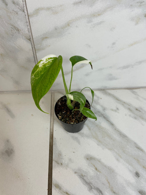 The Plant Farm® Houseplants Monstera Borsigiana Albo, 2" Plant