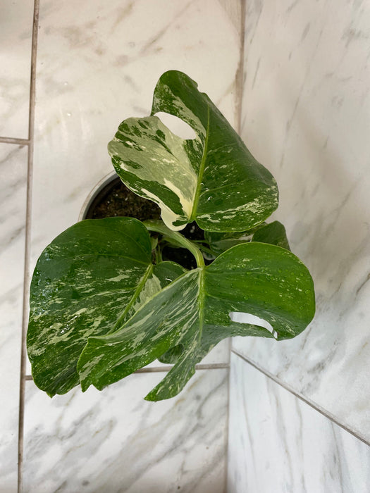 The Plant Farm® Houseplants Monstera Borsigiana Albo, 6" Plant
