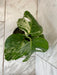 The Plant Farm® Houseplants Monstera Borsigiana Albo, 6" Plant