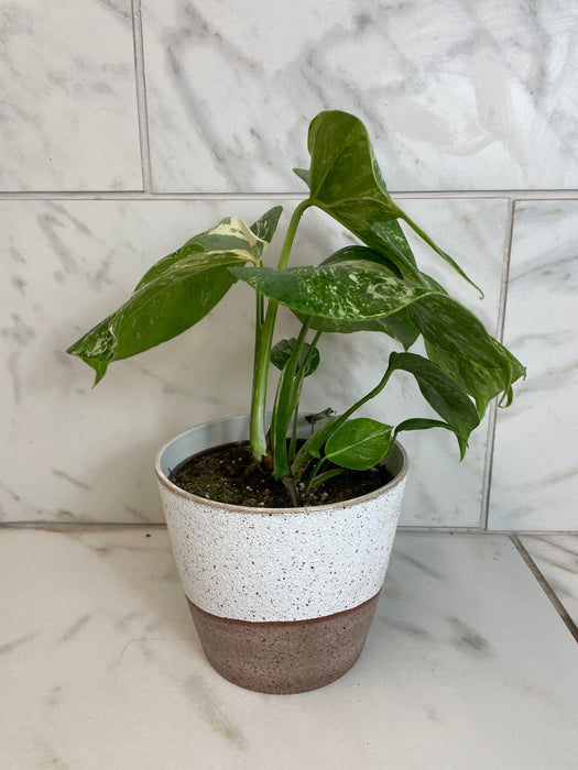 The Plant Farm® Houseplants Monstera Borsigiana Albo, 6" Plant