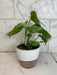 The Plant Farm® Houseplants Monstera Borsigiana Albo, 6" Plant