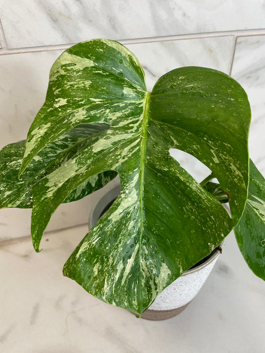 The Plant Farm® Houseplants Monstera Borsigiana Albo, 6" Plant