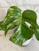 The Plant Farm® Houseplants Monstera Borsigiana Albo, 6" Plant