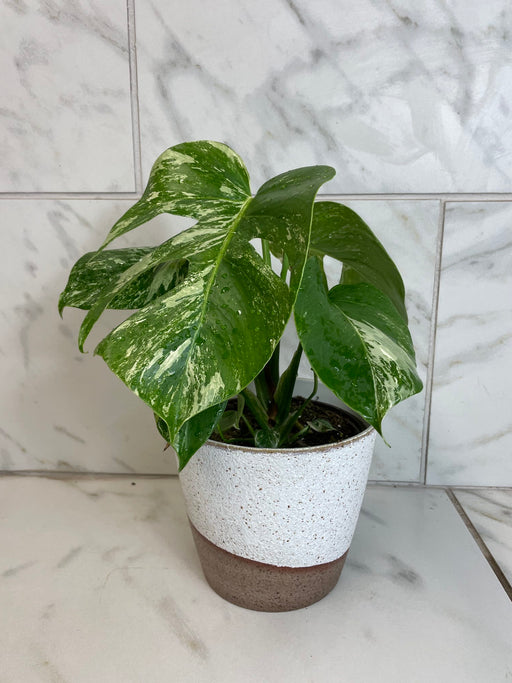 The Plant Farm® Houseplants Monstera Borsigiana Albo, 6" Plant