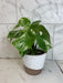 The Plant Farm® Houseplants Monstera Borsigiana Albo, 6" Plant