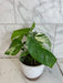 The Plant Farm® Houseplants Monstera Borsigiana Albo, 6" Plant