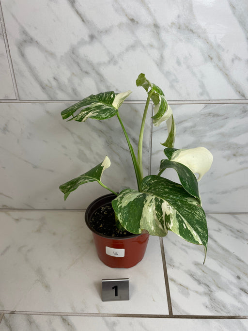 The Plant Farm® Houseplants Monstera Borsigiana Albo, 6" Plant-Pick Your Plant