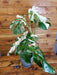 The Plant Farm® Houseplants Monstera Borsigiana Albo-Pick Your Plant, 6” Plant