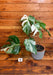 The Plant Farm® Houseplants Monstera Borsigiana Albo-Pick Your Plant, 6” Plant