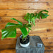 The Plant Farm® Houseplants Monstera Borsigiana Albo Reverted- Pick Your Plant, 4" Plant