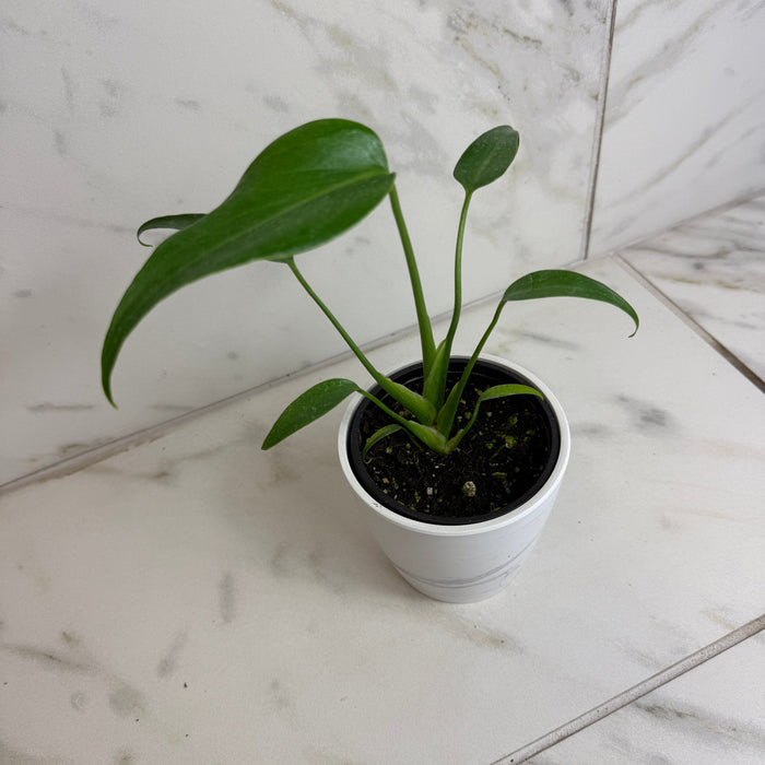 The Plant Farm® Houseplants Monstera Burle Marx Flame, 4” Plant