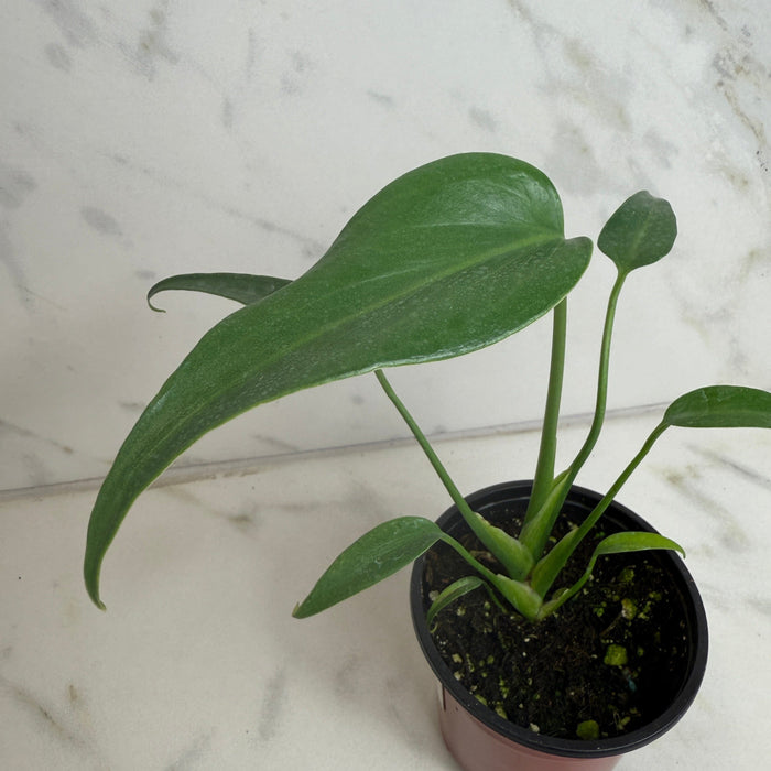 The Plant Farm® Houseplants Monstera Burle Marx Flame, 4” Plant