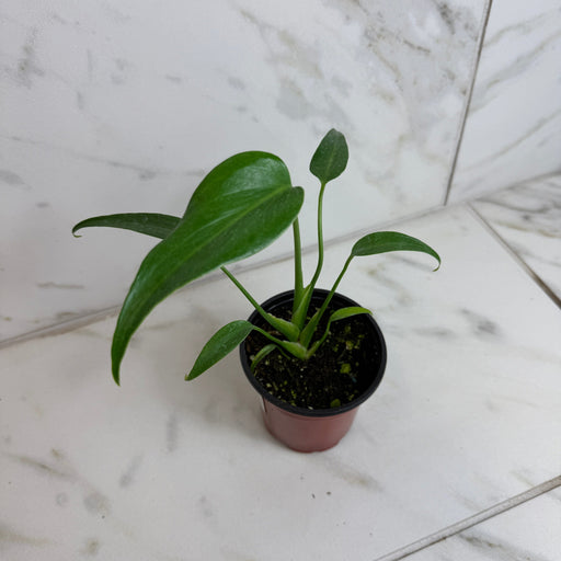 The Plant Farm® Houseplants Monstera Burle Marx Flame, 4” Plant