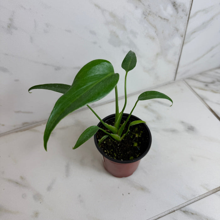 The Plant Farm® Houseplants Monstera Burle Marx Flame, 4” Plant