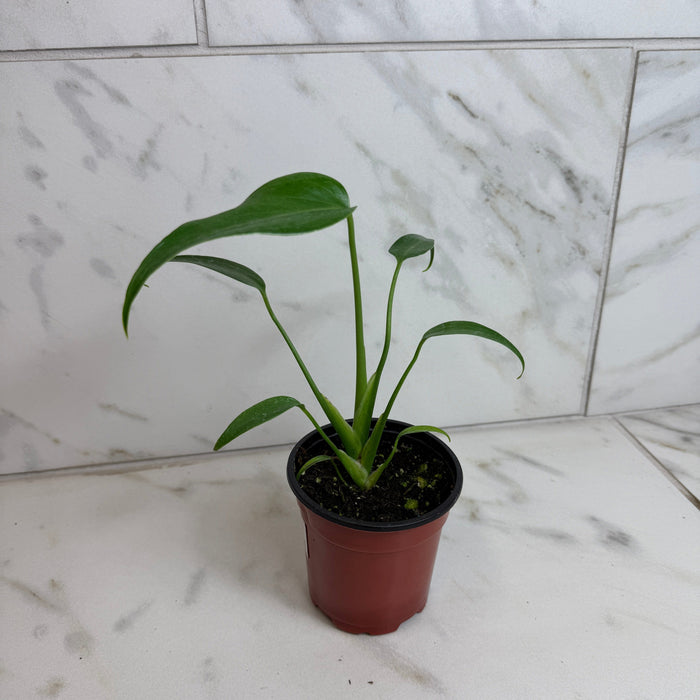 The Plant Farm® Houseplants Monstera Burle Marx Flame, 4” Plant