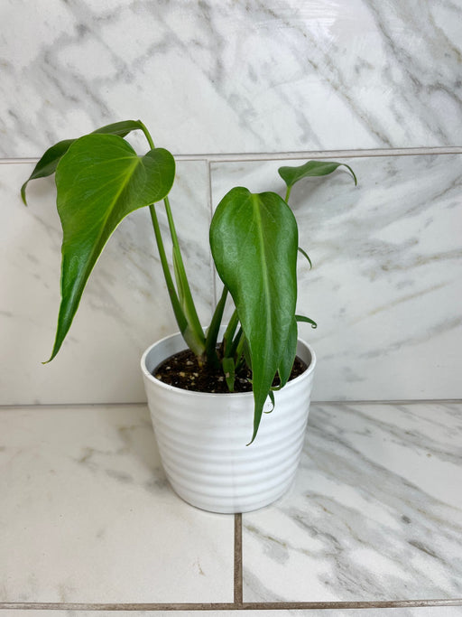 The Plant Farm® Houseplants Monstera Burle Marx Flame, 6” Plant