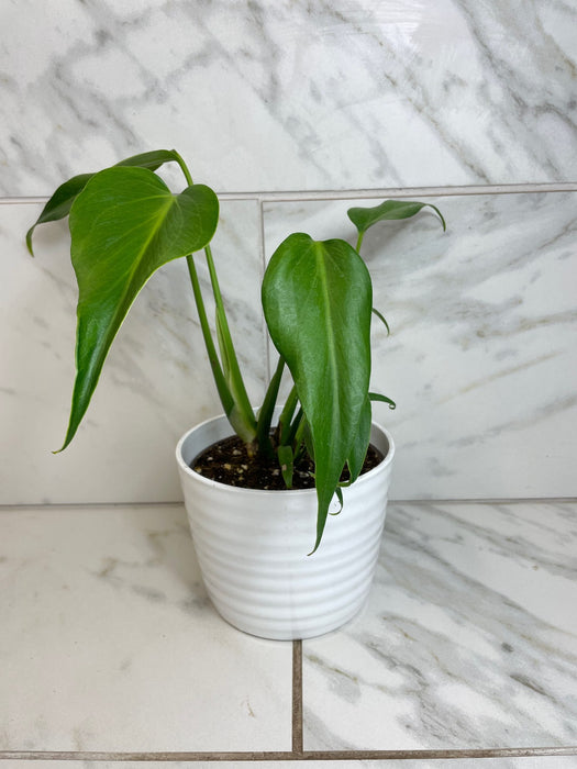 Monstera Burle Marx Flame, 6” Plant — The Plant Farm®