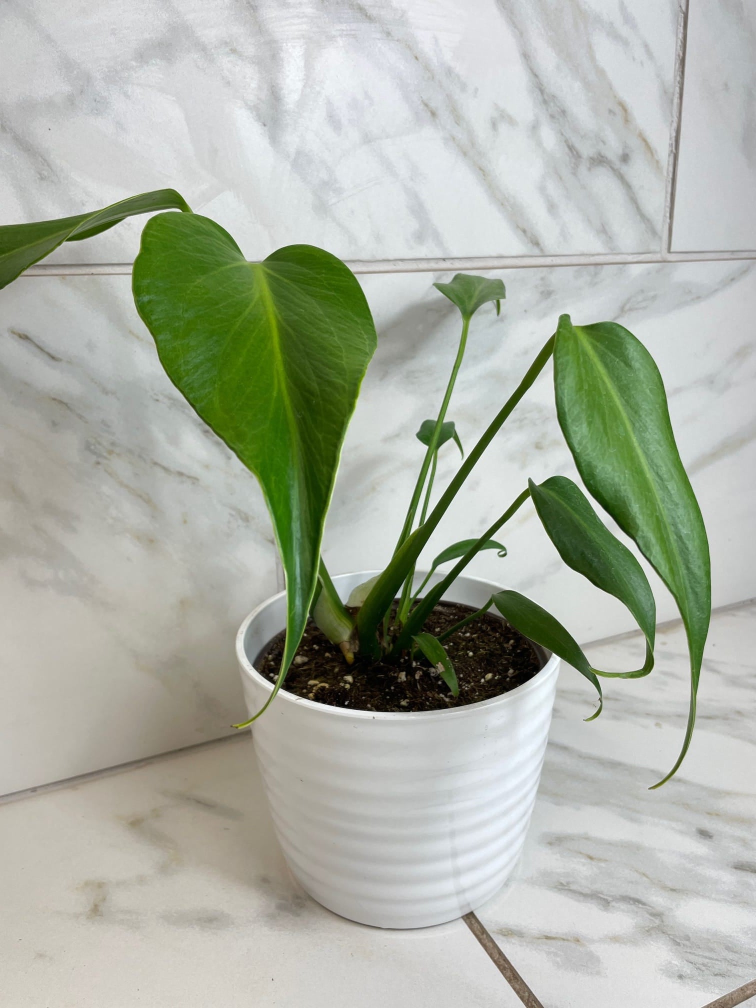 Monstera Burle Marx Flame, 6 Plant  The Plant Farm