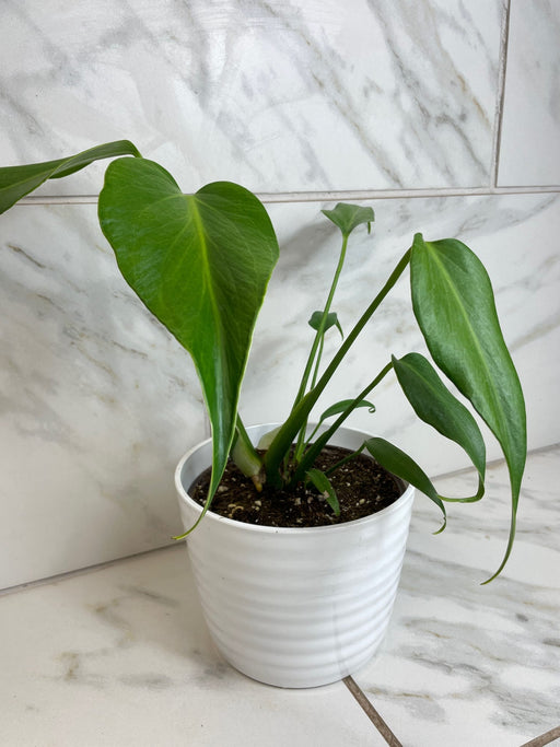 The Plant Farm® Houseplants Monstera Burle Marx Flame, 6” Plant