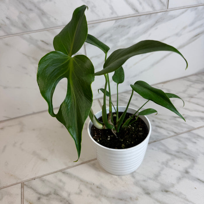 The Plant Farm® Houseplants Monstera Burle Marx Flame, 6” Plant